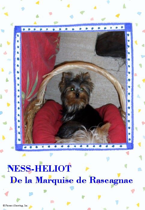 Ness-heliot de la Marquise de Rascagnac