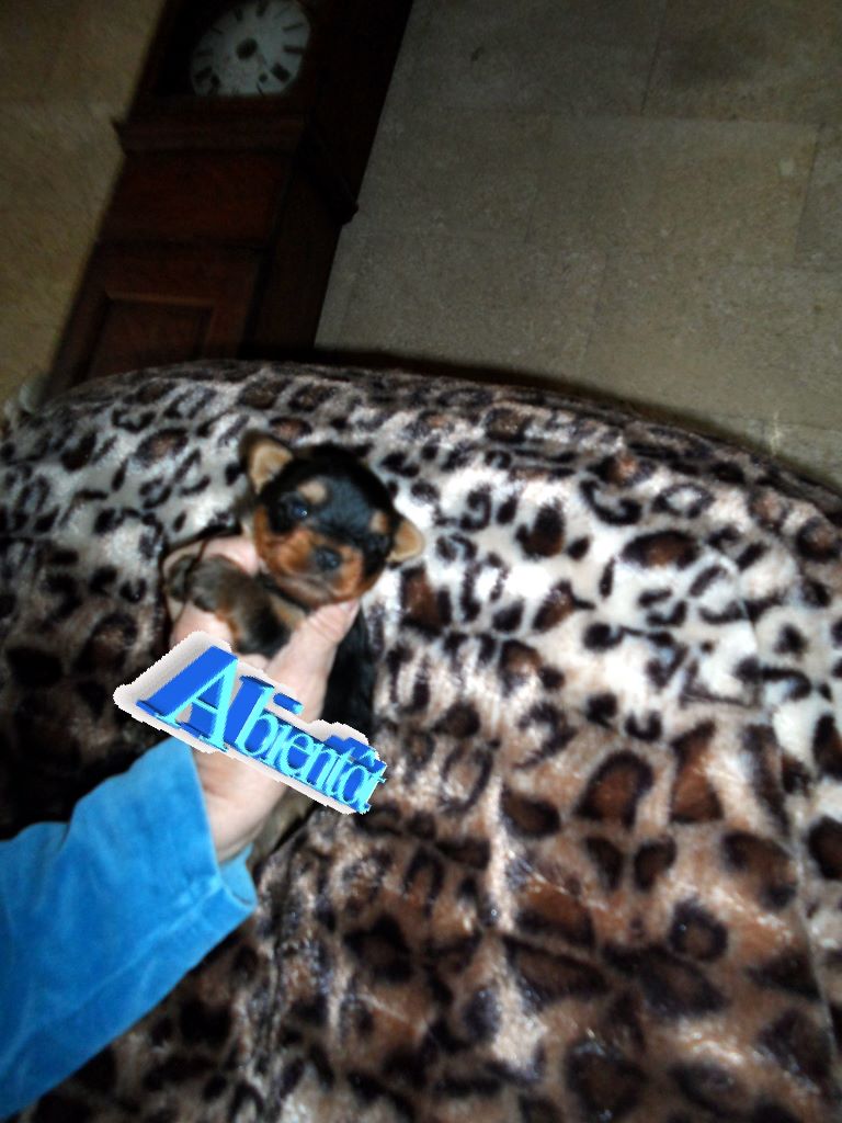 de la Marquise de Rascagnac - Chiots disponibles - Yorkshire Terrier